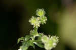 Largefruit blacksnakeroot